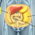 Querschnitt des Bauchraums mit viszeralem Fett um die Organe