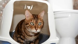 Tierwohl: Tierärztin erklärt, warum Katzenklos mit Dach eine echte Qual sind