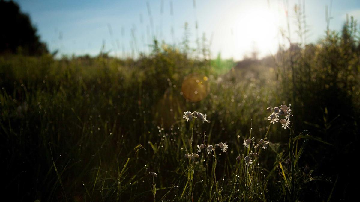 Gina Torres Einbruch