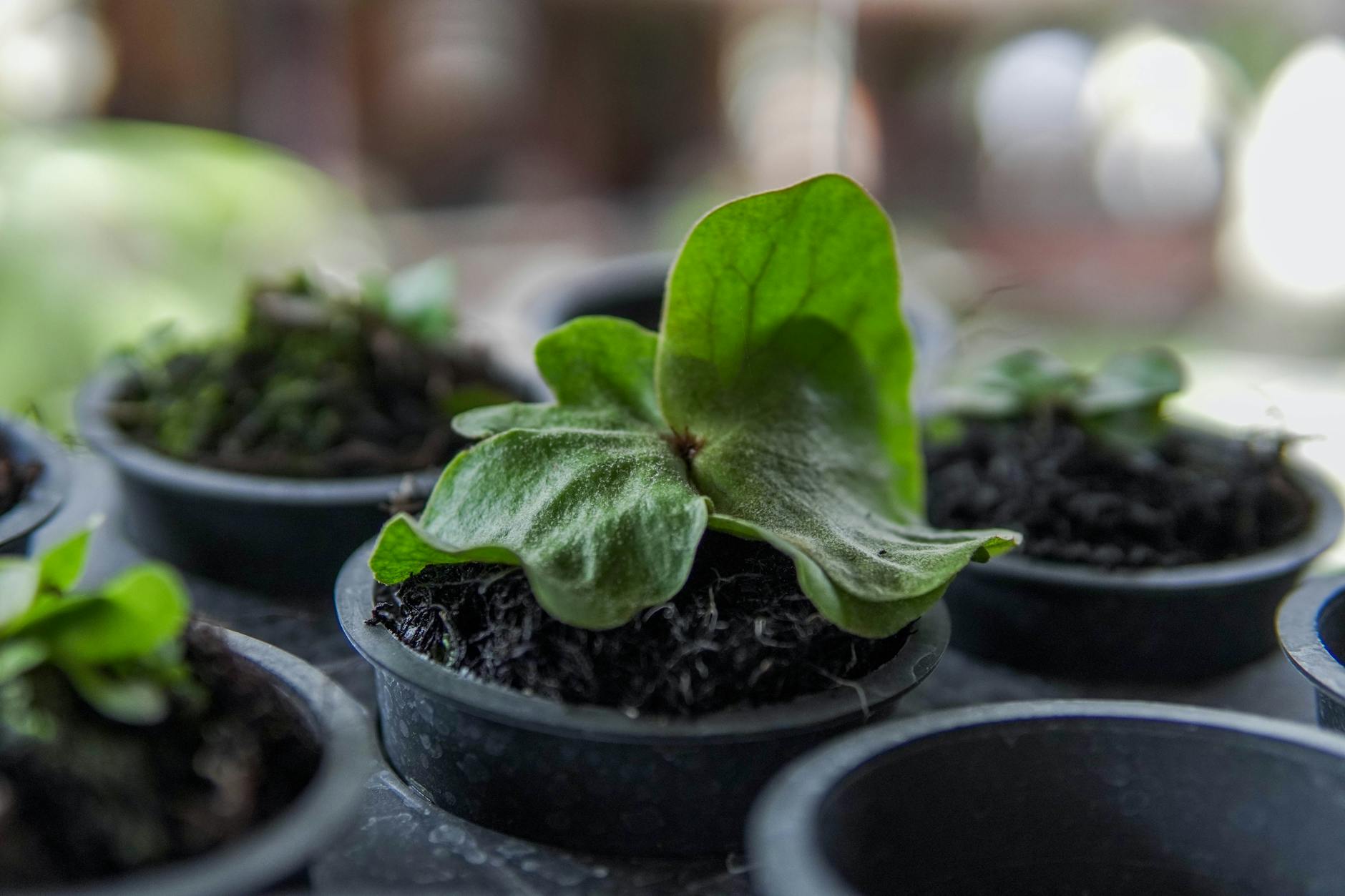 Hardy Krüger Dschungelcamp