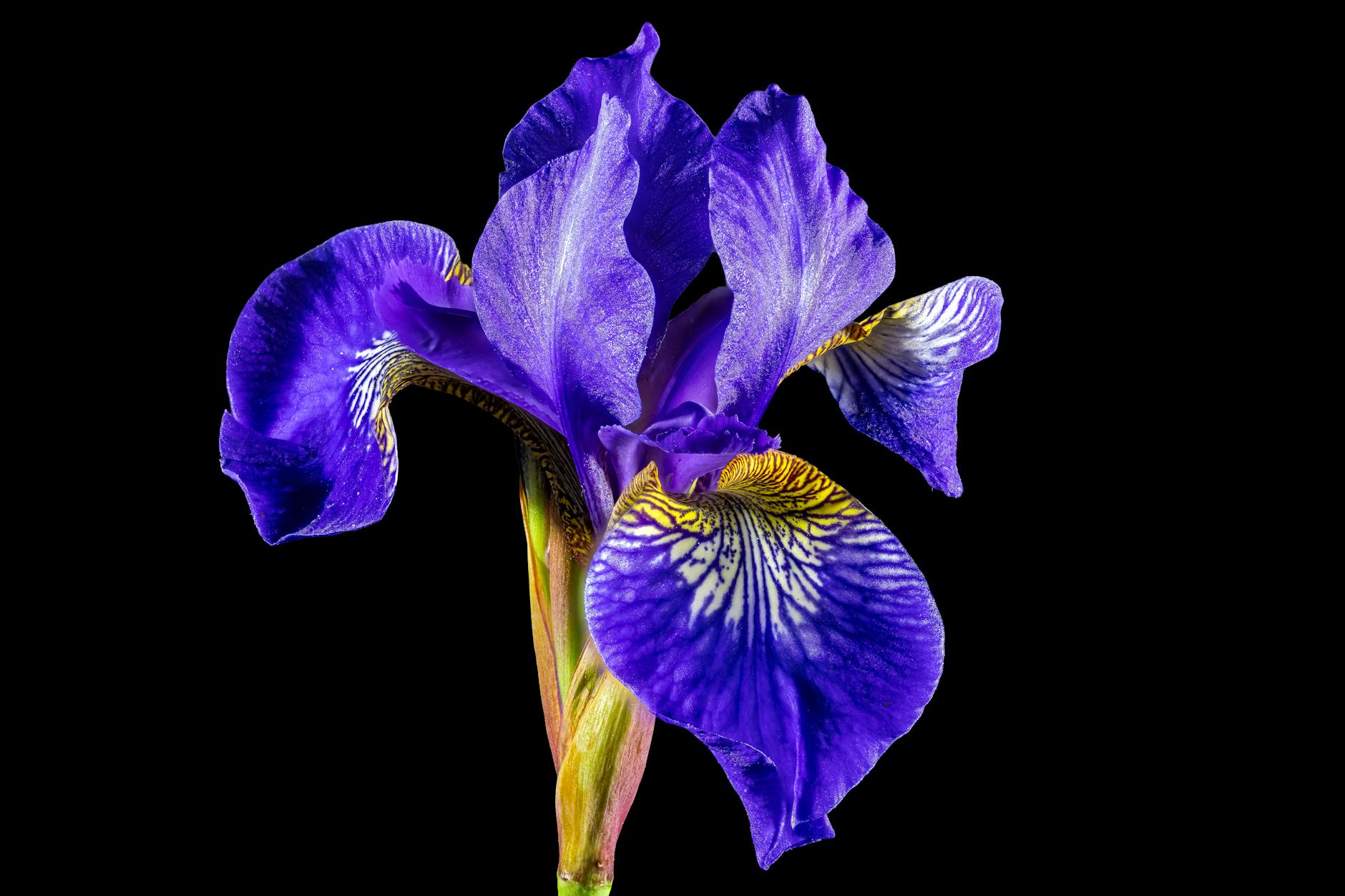 Detailansicht: Iris Berben Liebe