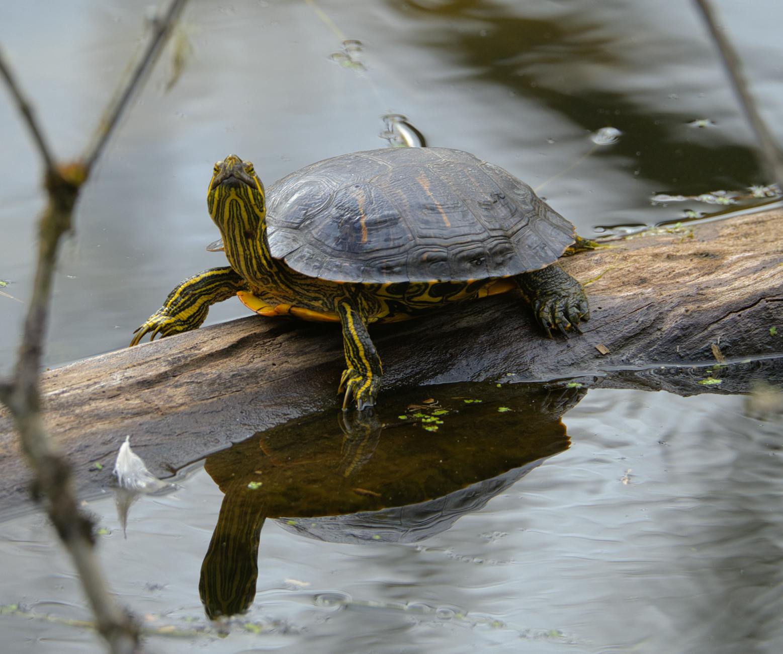 Detailansicht: König Harald Olympia
